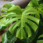Plante absorbe humidité
