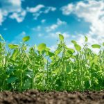 Comment réussir la culture des pois gourmands dans votre jardin