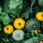Comment réussir la culture du pâtisson dans votre jardin potager