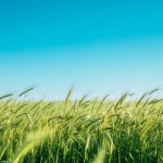 Découvrez comment réussir la culture de lentilles dans votre potager