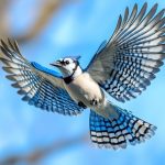 Découvrez le geai bleu : un oiseau fascinant d'Amérique du Nord