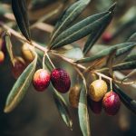 Fruit en O : Liste des fruits commençant par O